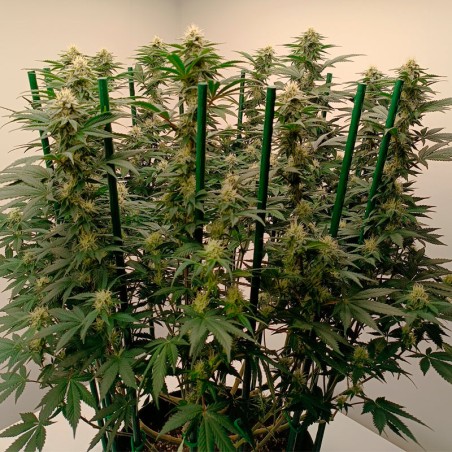 Semi di cannabis femminizzati di alta qualità a predominanza Indica