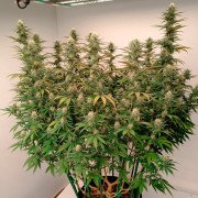Semi di cannabis femminizzati di alta qualità a predominanza Indica