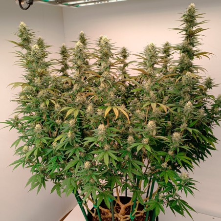 Semi di cannabis femminizzati di alta qualità a predominanza Indica