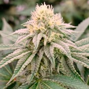 Semi di cannabis femminizzati di alta qualità a predominanza Indica