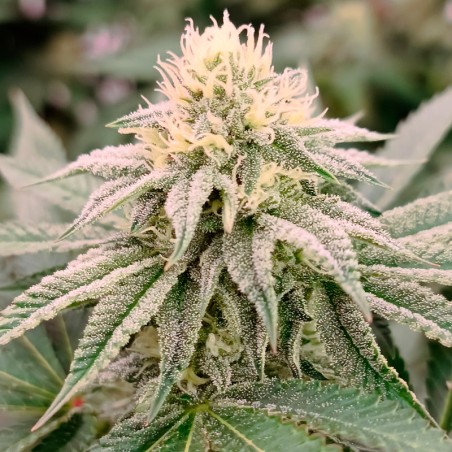 Semi di cannabis femminizzati di alta qualità a predominanza Indica
