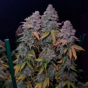 Semi di cannabis femminizzati di alta qualità a predominanza Indica
