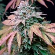 Semi di cannabis femminizzati di alta qualità a predominanza Indica