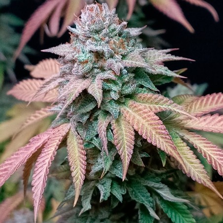 Semi di cannabis femminizzati di alta qualità a predominanza Indica