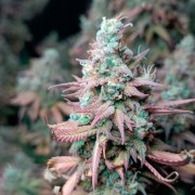 Semi di cannabis femminizzati di alta qualità a predominanza Indica
