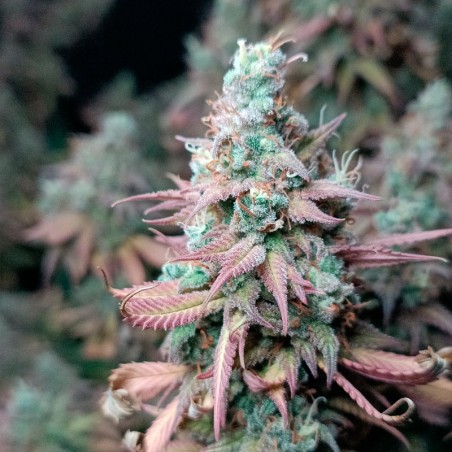 Semi di cannabis femminizzati di alta qualità a predominanza Indica