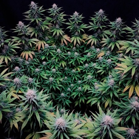 Semi di cannabis femminizzati di alta qualità a predominanza Indica