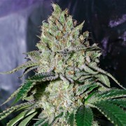Semi di cannabis femminizzati di alta qualità a predominanza Indica