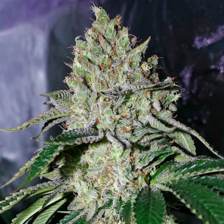 Semi di cannabis femminizzati di alta qualità a predominanza Indica