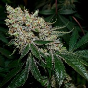 Semi di cannabis femminizzati di alta qualità a predominanza Indica