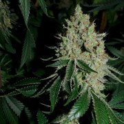 Semi di cannabis femminizzati di alta qualità a predominanza Indica