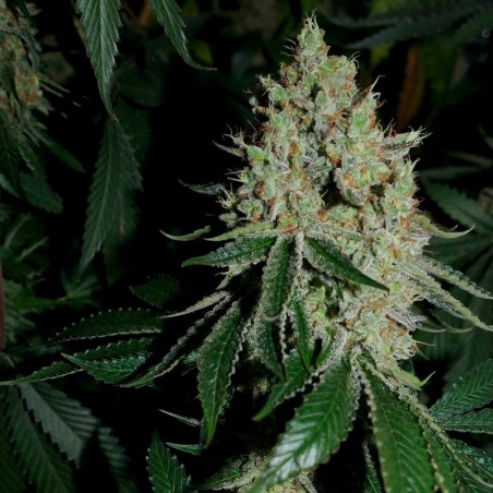 Semi di cannabis femminizzati di alta qualità a predominanza Indica