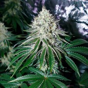 Semi di cannabis femminizzati di alta qualità a predominanza Indica