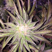 Semi di cannabis femminizzati di alta qualità a predominanza Indica