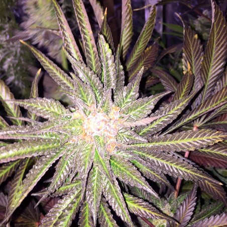 Semi di cannabis femminizzati di alta qualità a predominanza Indica