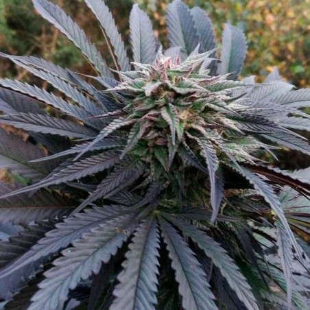 Semi di cannabis femminizzati di alta qualità a predominanza Indica