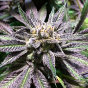 Semi di cannabis femminizzati di alta qualità a predominanza Indica