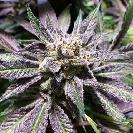 Semi di cannabis femminizzati di alta qualità a predominanza Indica