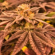 Semi di cannabis femminizzati di alta qualità a predominanza Indica