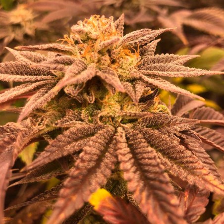 Semi di cannabis femminizzati di alta qualità a predominanza Indica