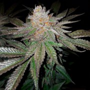 Semi di cannabis femminizzati di alta qualità a predominanza Indica