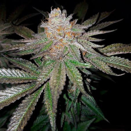 Semi di cannabis femminizzati di alta qualità a predominanza Indica