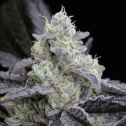 Semi di cannabis femminizzati di alta qualità a predominanza Indica