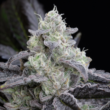Semi di cannabis femminizzati di alta qualità a predominanza Indica