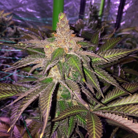 Semi di cannabis femminizzati di alta qualità a predominanza Indica