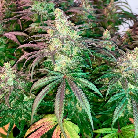 Semi di cannabis femminizzati di alta qualità a predominanza Indica