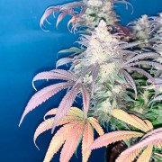 Semi di cannabis femminizzati di alta qualità a predominanza Indica