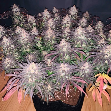 Semi di cannabis femminizzati di alta qualità a predominanza Indica