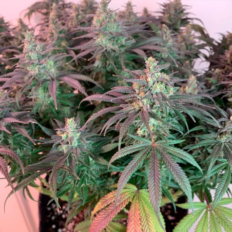 Semi di cannabis femminizzati di alta qualità a predominanza Indica