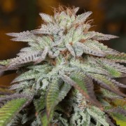 Semi di cannabis automatici femminizzati di alta qualità a predominanza Indica