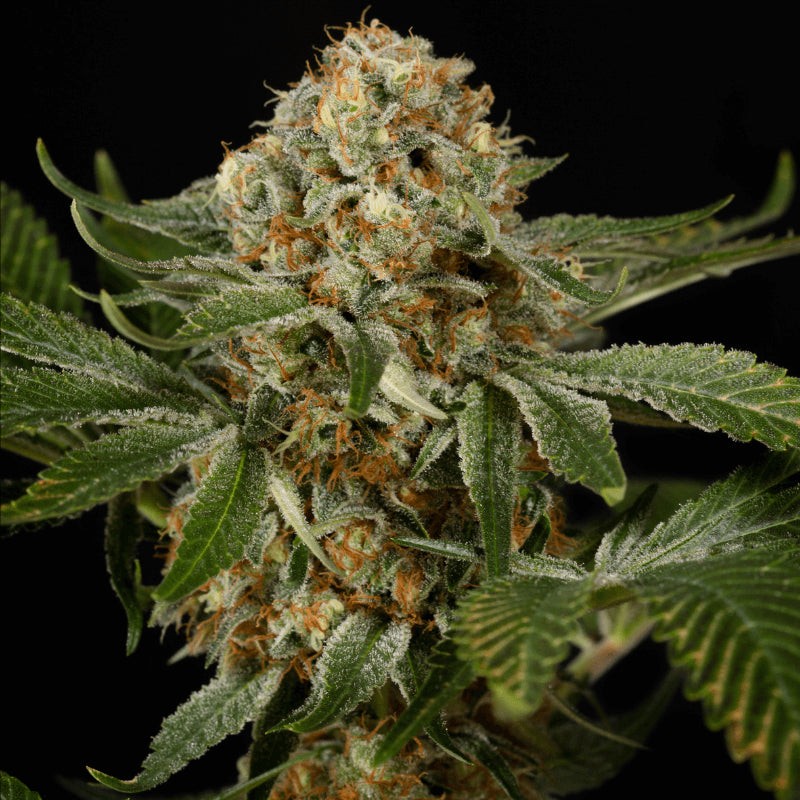 OG Kush - 5 semi