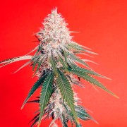 Semi di cannabis OG Kush