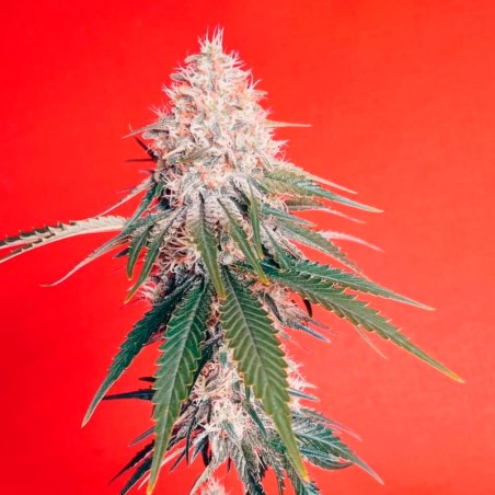 Semi di cannabis OG Kush
