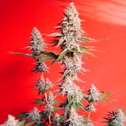 Semi di cannabis OG Kush