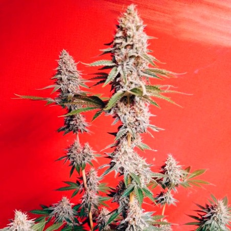 Semi di cannabis OG Kush