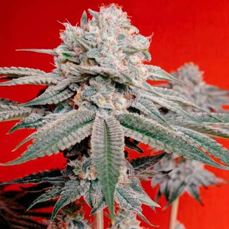 Semi di cannabis OG Kush