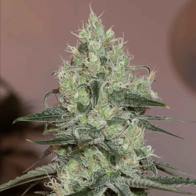 Original Amnesia - 5 semi