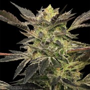 Semi Pink Sunset Auto
