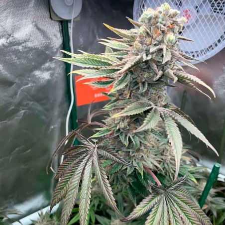 Semi Pink Sunset Auto