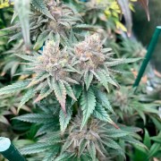 Semi Pink Sunset Auto