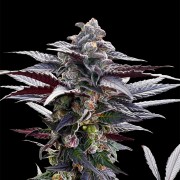 Semi di cannabis Pink Sunset