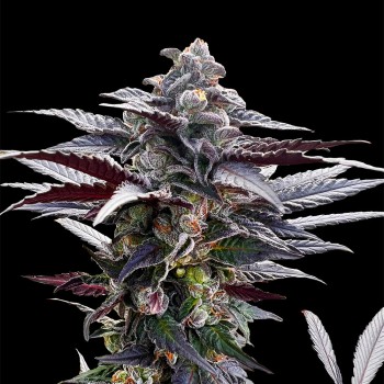 Semi di cannabis Pink Sunset