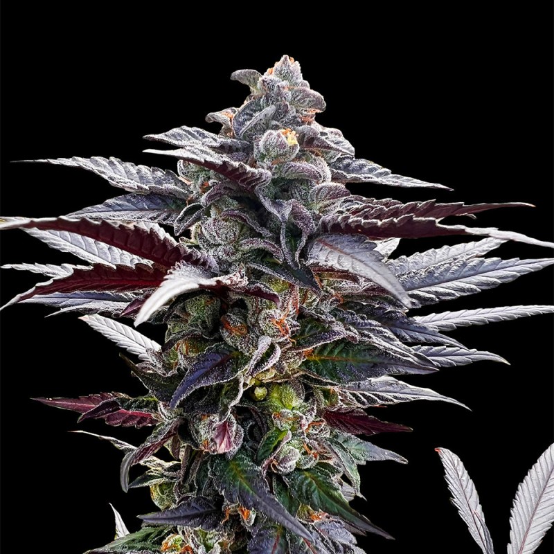 Pink Sunset di Sherbinskis - 5 semi