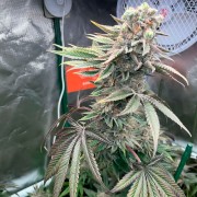 Semi di cannabis Pink Sunset