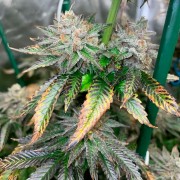 Semi di cannabis Pink Sunset