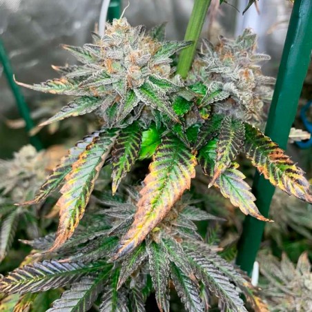Semi di cannabis Pink Sunset